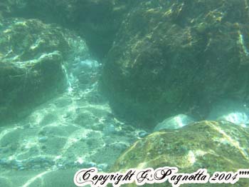 P1010126 copia