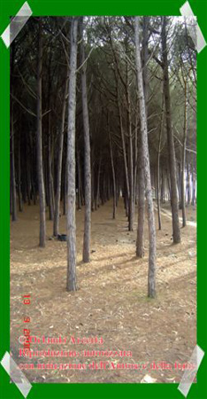 Pineta Colamaio (3)