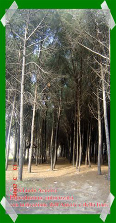Pineta Colamaio (4)