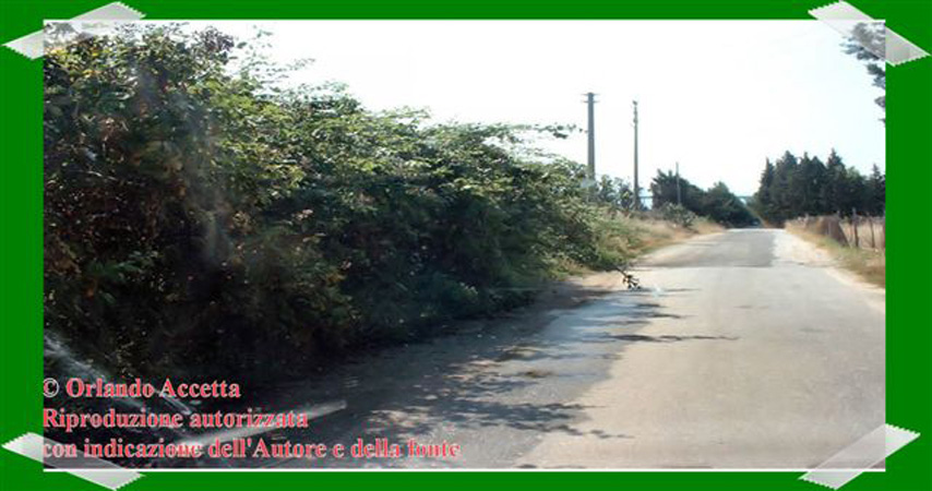 Pineta Colamaio (7)