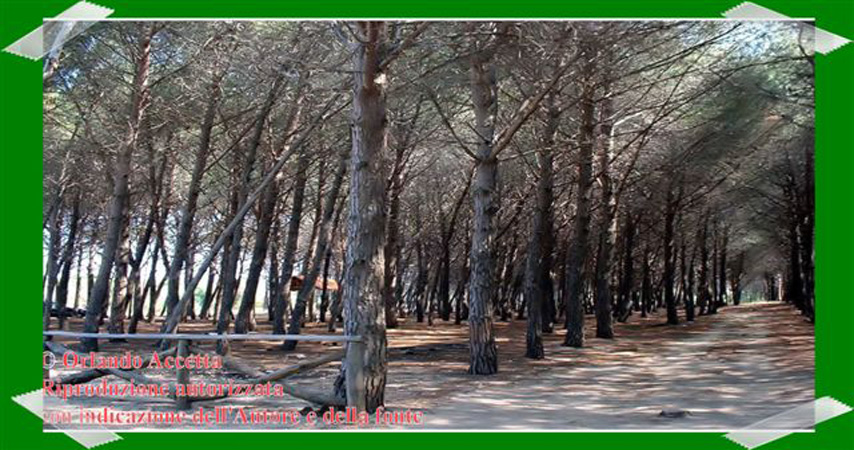 Pineta Colamaio (8)