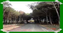 Pineta Colamaio (1)