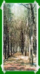 Pineta Colamaio (10)