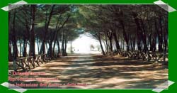 Pineta Colamaio (11)