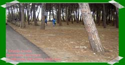 Pineta Colamaio (2)