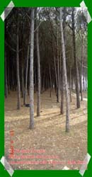 Pineta Colamaio (3)