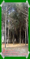 Pineta Colamaio (4)