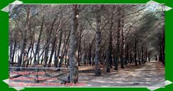 Pineta Colamaio (8)