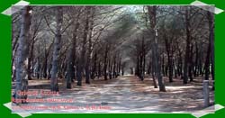 Pineta Colamaio (9)