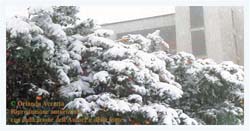 Pizzo sotto la Neve 1999 (29)