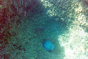 Subacquee Sett 2002 (15)
