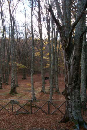 Immagine 022
