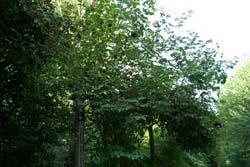 P0002386